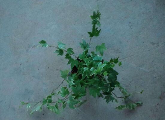 常春藤干枯了還會(huì)活嗎，干枯后存活四種解決辦法