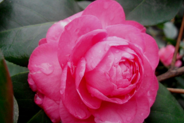 茶花秋冬季節(jié)如何養(yǎng)護