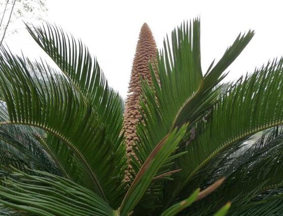 鐵樹品種，細(xì)數(shù)鐵樹最受喜愛八大品種