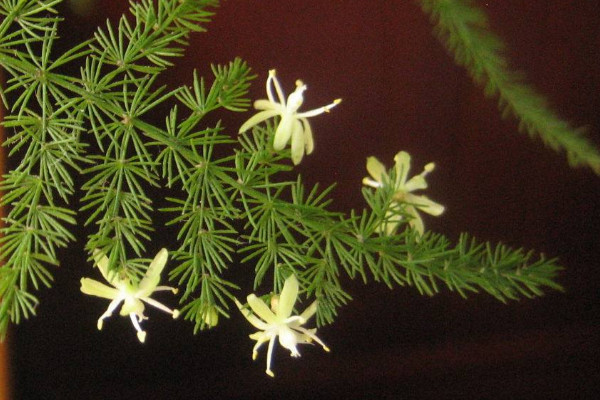 文竹開花是好兆頭嗎，象征好運(yùn)來臨生活幸福