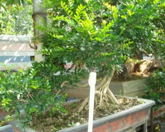 九里香盆景的養(yǎng)殖方法，做好七個(gè)基本養(yǎng)殖要點(diǎn)滿盆花香