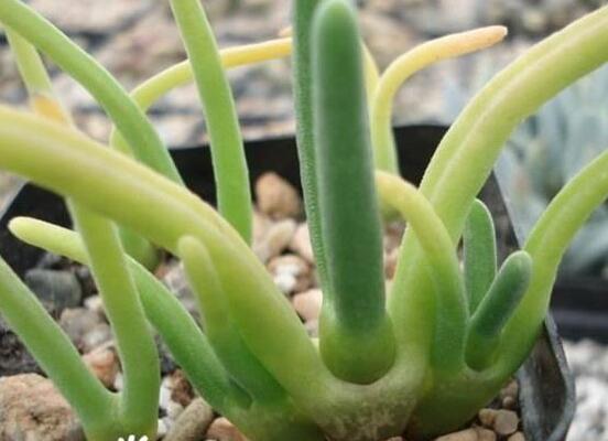 碧光環(huán)秋天怎么養(yǎng)，教你五點重要方法生長碧綠