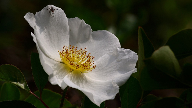 金櫻子是花還是果實(shí)