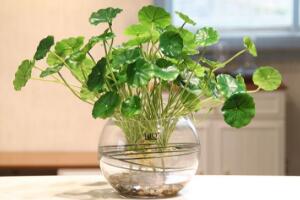 銅錢草可以放魚缸里嗎，銅錢草水培方法