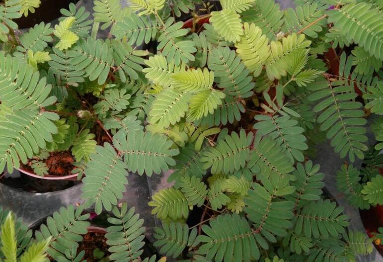 含羞草怎么養(yǎng)長的快，需要養(yǎng)殖在適合生長的環(huán)境中