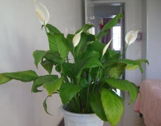 一帆風順花怎么移植，教你六個簡單易學步驟