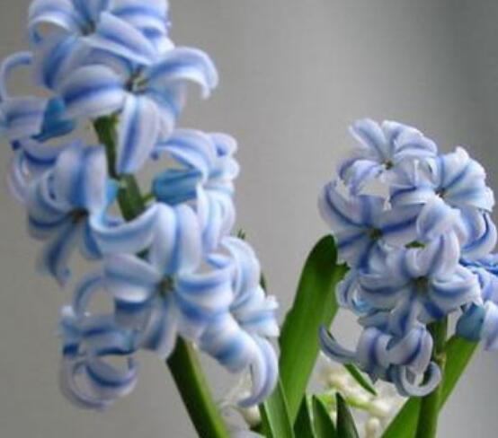 風(fēng)信子盆栽怎么種植，擇飽滿種球、露出土壤2厘米(存活最高)