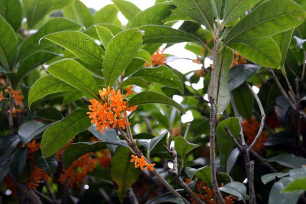 桂花樹的養(yǎng)殖方法和注意事項(xiàng)