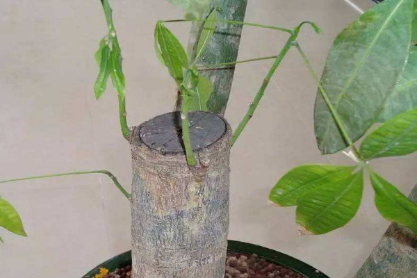 發(fā)財(cái)樹(shù)怎么移栽