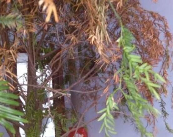 紅豆杉葉子干枯怎么辦，教你最有效三種解決方法