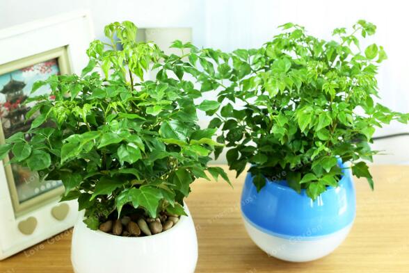 幸福樹怎么養(yǎng)才能茂盛，要做好以下四大方面