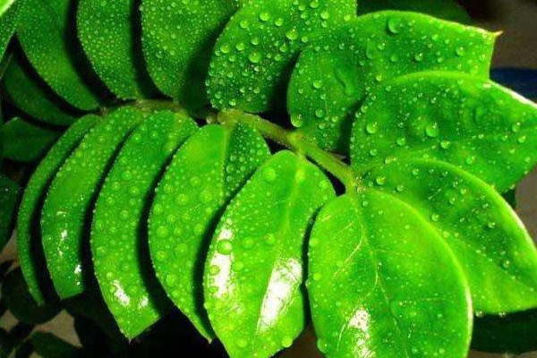 金錢樹移栽應(yīng)注意事項