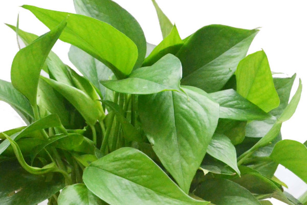 滴水觀音與綠蘿的區(qū)別