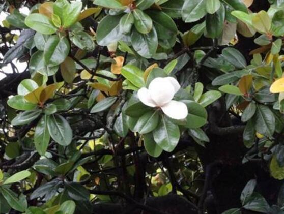 橡皮樹(shù)開(kāi)花嗎，橡皮樹(shù)多久開(kāi)花(一年兩次）