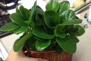 碧玉的花語是什么，碧玉花的風(fēng)水寓意