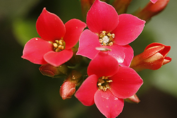 長(zhǎng)壽花莖干長(zhǎng)長(zhǎng)了怎么辦