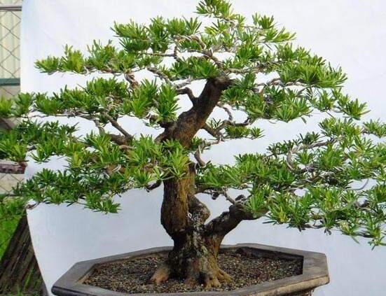 羅漢松盆景怎么養(yǎng)，老農(nóng)總結(jié)八大養(yǎng)殖方法