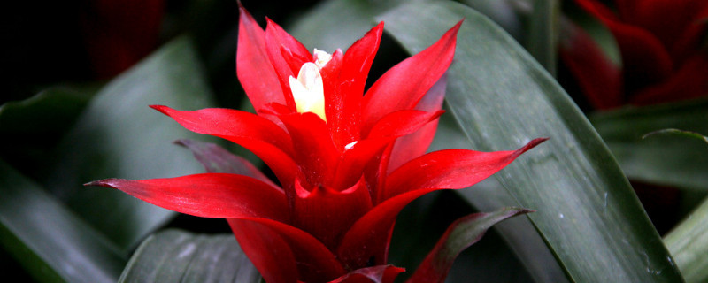 鴻運(yùn)當(dāng)頭花喜陰還是喜陽