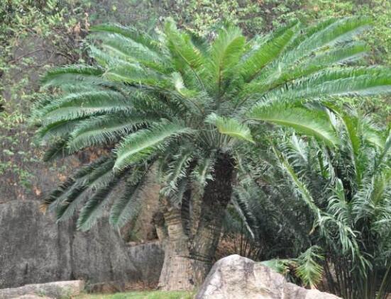 鐵樹有幾種，細(xì)數(shù)最好看的六大品種