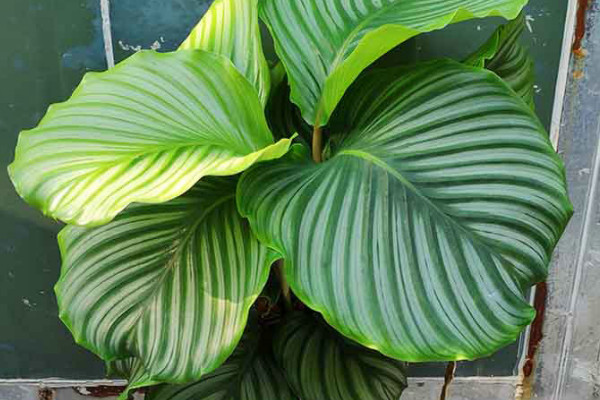 青蘋(píng)果竹芋的花語(yǔ)