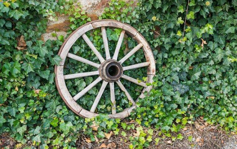 常春藤有毒嗎，有毒但是也有很大的藥用價(jià)值