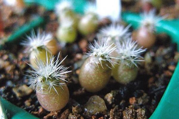 仙人球是怎樣繁殖的，有扦插/嫁接/播種三種方法