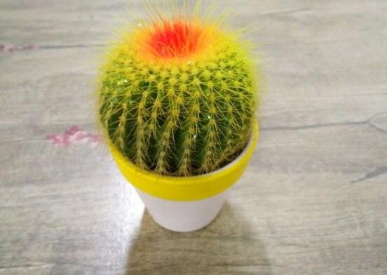 仙人球的寓意，寓意著外表堅強而內(nèi)心柔軟
