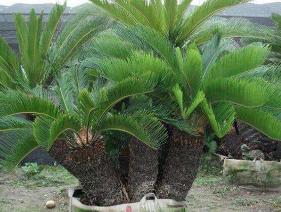 鐵樹怎么繁殖，鐵樹四大繁殖方法