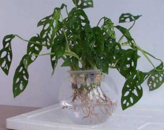 龜背竹水培方法和注意事項(xiàng)，教你超簡(jiǎn)單三點(diǎn)步驟/勤換水