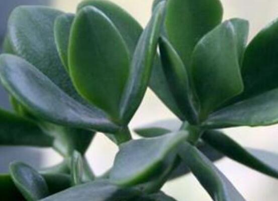 燕子掌能放在室內(nèi)養(yǎng)嗎，能/吸收有害氣體、釋放氧氣(身體健康)