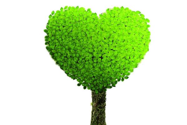 幸福樹用什么土，用園土、腐殖土和沙子配制