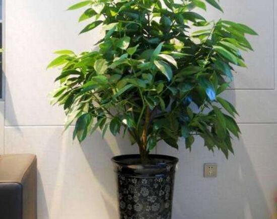 平安樹夏天怎么澆水，平安樹夏天多久澆一次水