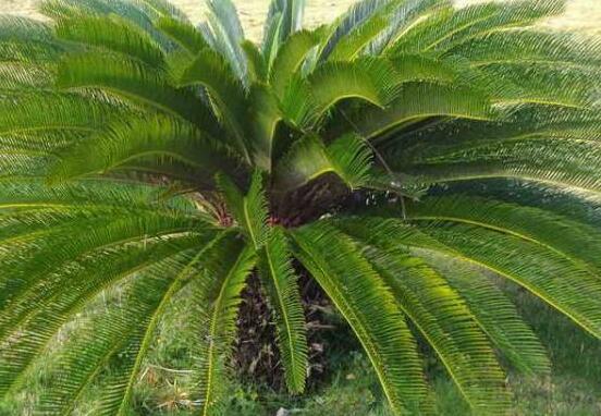 為什么蘇鐵不長新葉子，教你三種最直觀有效解決辦法