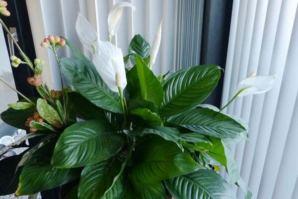 一帆風(fēng)順怎樣扦插，它是不能進(jìn)行扦插的