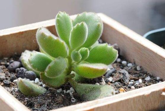 熊童子扦插技巧，五個簡單小步驟一學就會