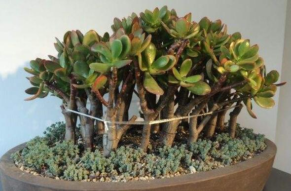 玉樹用什么土壤，最好使用沙土栽種