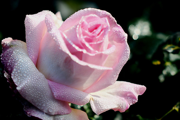 玫瑰花春天開(kāi)嗎