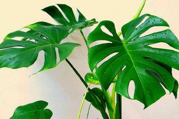 龜背竹一盆養(yǎng)幾棵好，根據(jù)花盆的大小形狀來決定