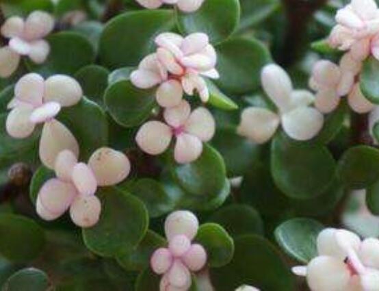 雅樂之舞水培怎么養(yǎng)，勤換水、保持合適溫度光照/前期養(yǎng)護(hù)