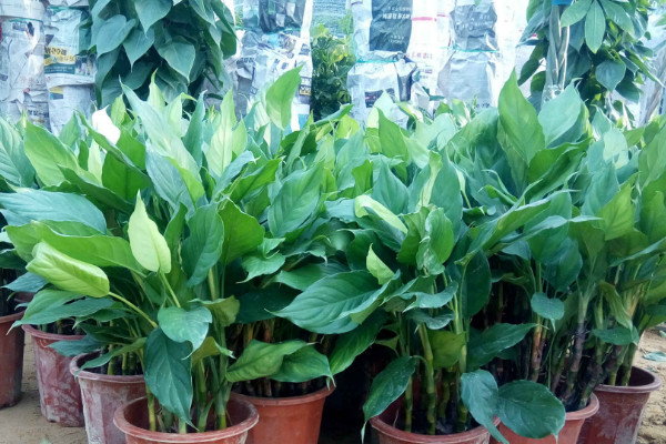 中華萬(wàn)年青如何翻盆