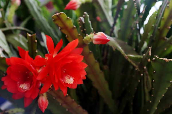 令箭荷花的養(yǎng)殖方法和注意事項(xiàng)，保障優(yōu)良的通風(fēng)性