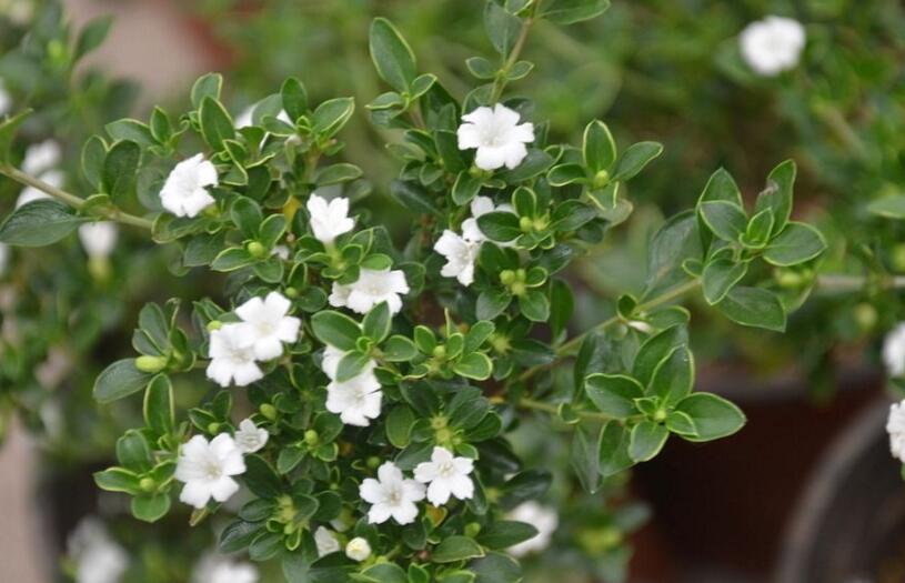 盆景六月雪的養(yǎng)護(hù)知識(shí)，土壤和環(huán)境都要適宜它的生長