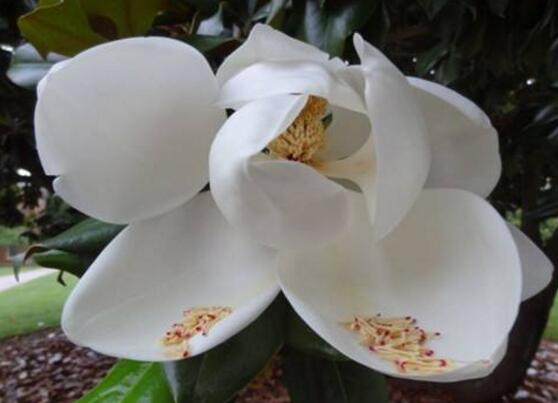 橡皮樹(shù)開(kāi)花嗎，橡皮樹(shù)多久開(kāi)花(一年兩次）