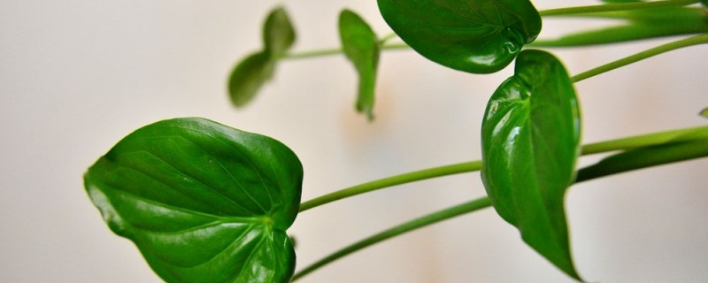 滴水觀音留幾個(gè)葉子好