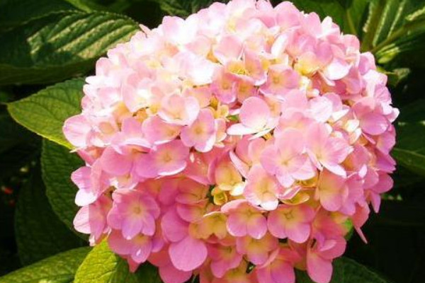 繡球花不長(zhǎng)花苞怎么辦