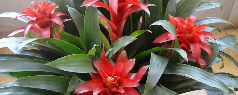 鴻運當頭怎么養(yǎng)才紅