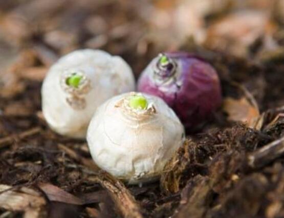 風(fēng)信子種球發(fā)霉怎么辦，涂抹滅菌靈、保持創(chuàng)面干燥