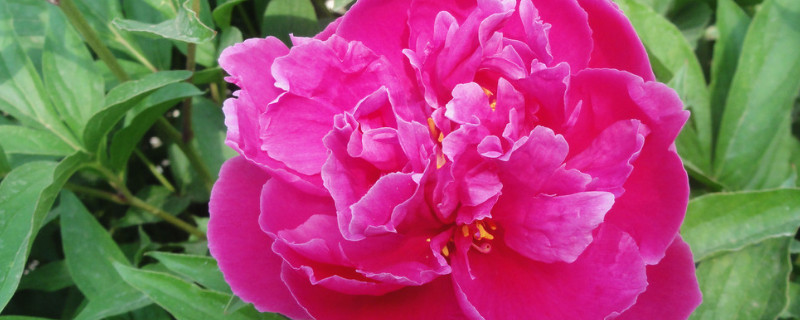 芍藥怎休眠期得多長時(shí)間