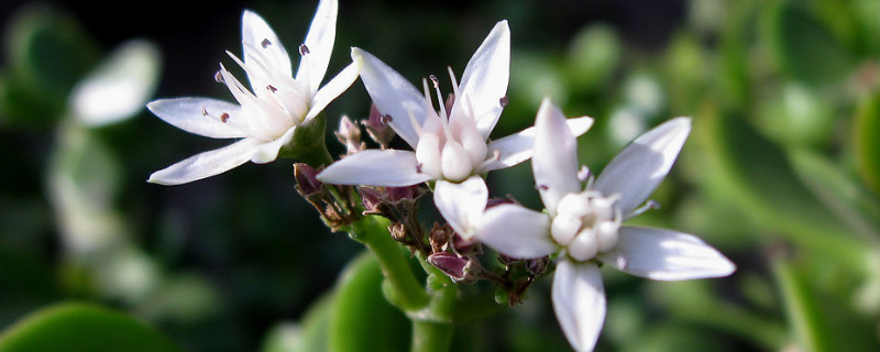 玉樹(shù)怎樣嫁接天竺葵