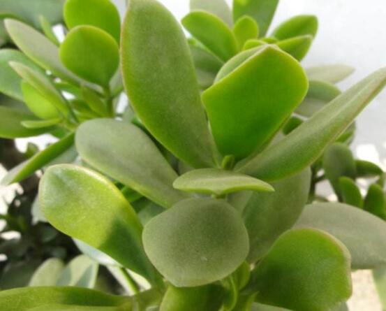 燕子掌的養(yǎng)殖方法和注意事項，老農(nóng)總結(jié)最實用八大養(yǎng)殖技巧